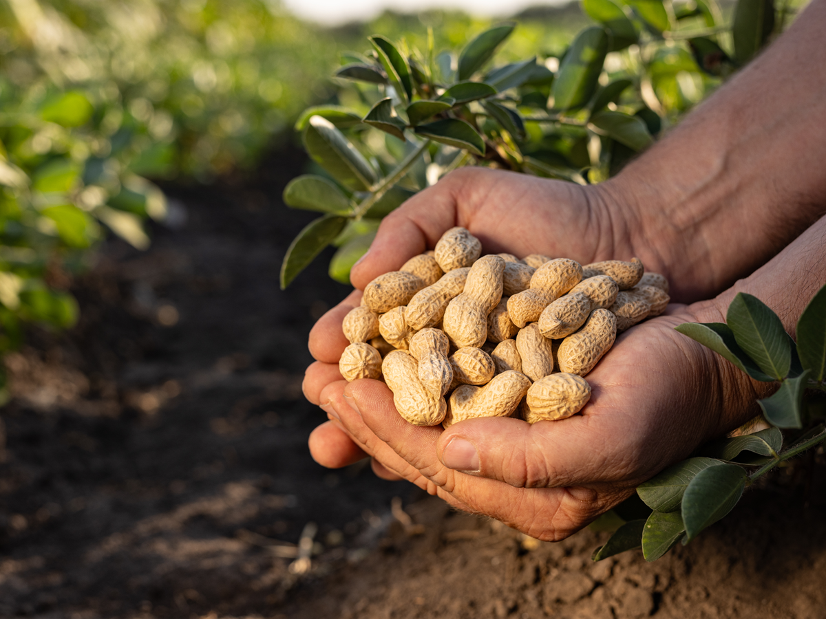 Farmer Egypt farm operations and field management