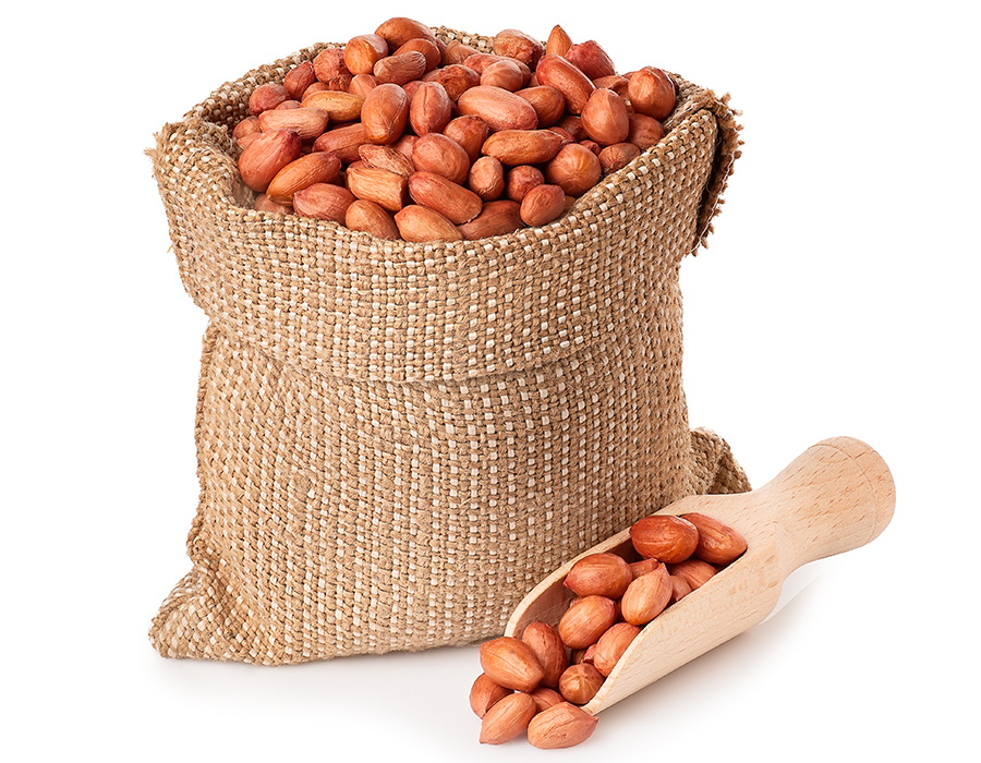 Peanuts close-up and sorting quality by Farmer Egypt